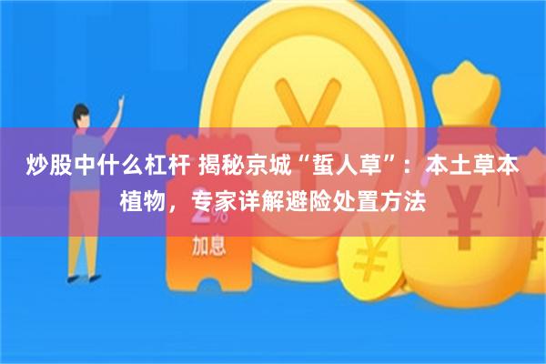炒股中什么杠杆 揭秘京城“蜇人草”：本土草本植物，专家详解避险处置方法