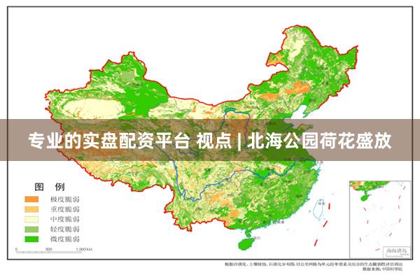 专业的实盘配资平台 视点 | 北海公园荷花盛放